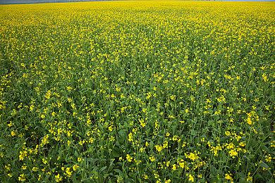 《崩坏：星穹铁道》 符玄：世纪难题之下任将军究竟何时赴任